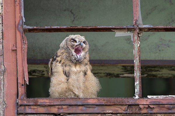 Eurasian eagle-owl (Bubo bubo), fledgling, yawning, in an old window frame, industrial wasteland,