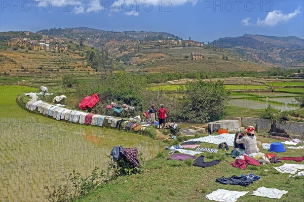 Laundry drying on dike of terraced rice field in Betsileo rural village in the Ambositra District,