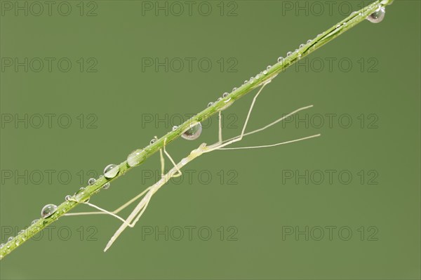Pink Winged Stick Insect or Winged Stick Insect (Sipyloidea chlorotica, Sipyloidea sipylus), nymph,