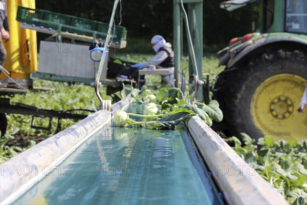 Agriculture kohlrabi harvest: Harvesters from the Schmidt vegetable farm in Hockenheim