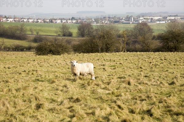 Sheep grazing on chalk downland grassland on Salisbury Plain, near Durrington, Wiltshire, England,