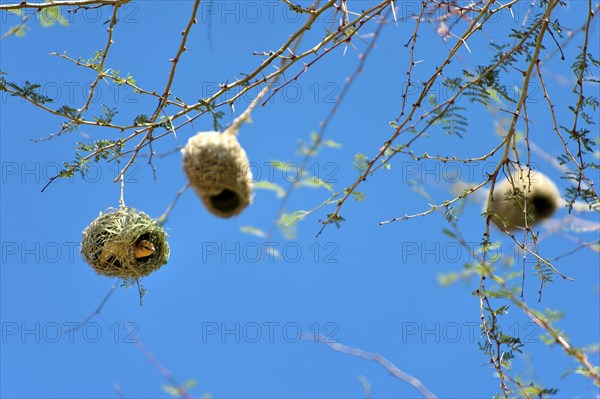 Weaverbirds, bird, nest, build, group, nesting, nesting birds, nesting birds, roundhouse, bird's