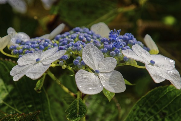 Close-up of Hydrangea Mariesii Perfecta (Hydrangea macrophyllavon) with white flowers with blue