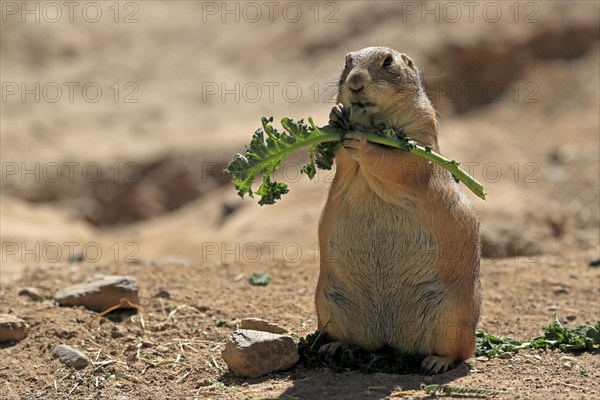 Black-tailed prairie dog (Cynomys ludovicianus), adult, feeding, standing upright, Sonoran Desert,