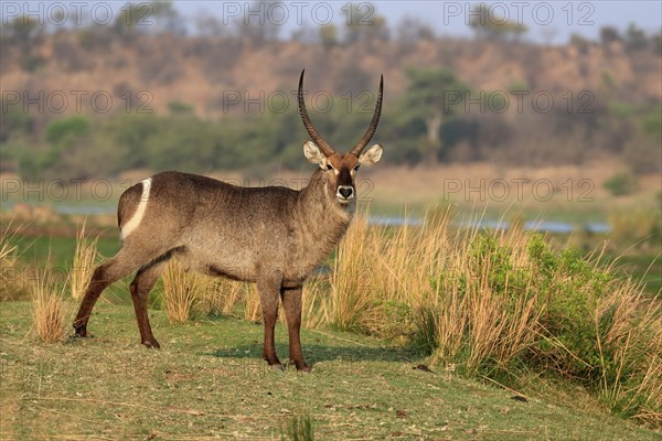Ellipsen waterbuck (Kobus ellipsiprymnus), adult, male, foraging, vigilant, Kruger National Park,