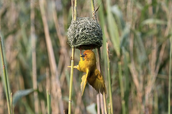Eastern golden weaver (Ploceus subaureus), adult, male, at the nest, mating, Saint Lucia Estuary,