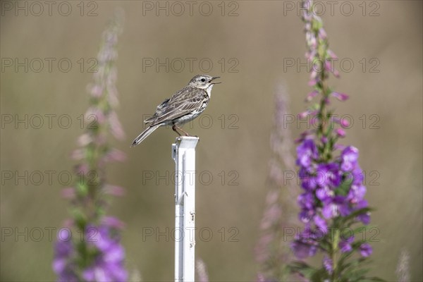 Tree pipit (Anthus trivialis) sitting on a pasture fence between willowherbs (Epilobium