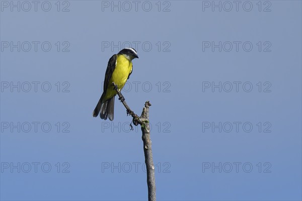 Social Flycatcher, Myiozetetes similis, Amazon Basin, Brazil, South America