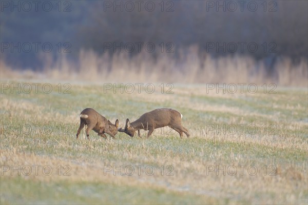 Roe deer (Capreolus capreolus) two adult male bucks rutting on grassland, Suffolk, England, United