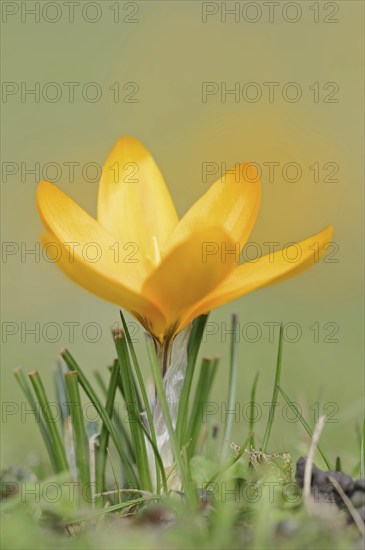 Golden crocus or dutch yellow crocus (Crocus flavus), North Rhine-Westphalia, Germany, Europe