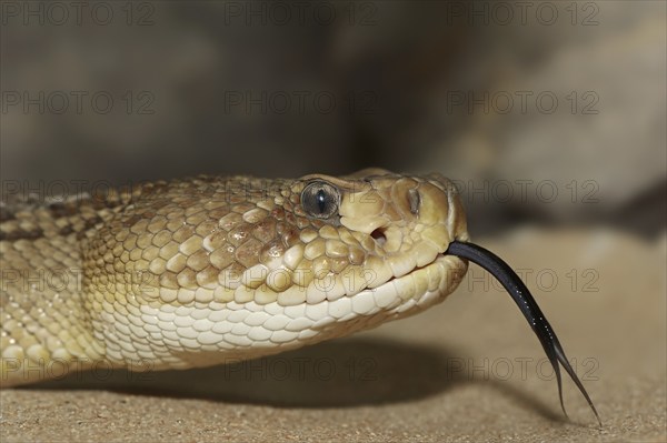Mexican west coast rattlesnake (Crotalus basiliscus) lambent, portrait, captive, occurrence in