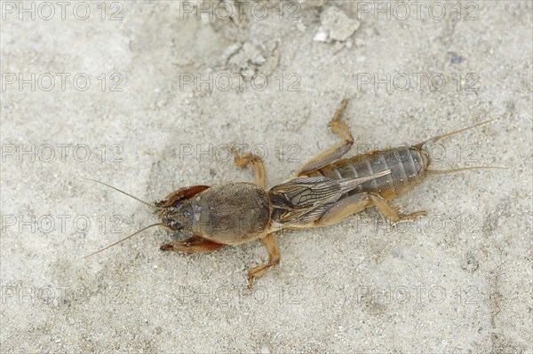 European mole cricket (Gryllotalpa gryllotalpa), Camargue, Provence, southern France