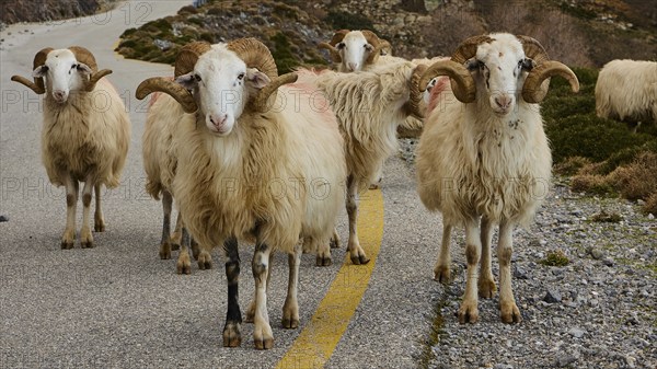 Sheep with thick woollen coats block a narrow mountain road, Kallikratis, Kallikratis Gorge,
