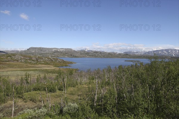 Transition from fell birch forest with low birch trees to treeless tundra, Lapland, Sweden,