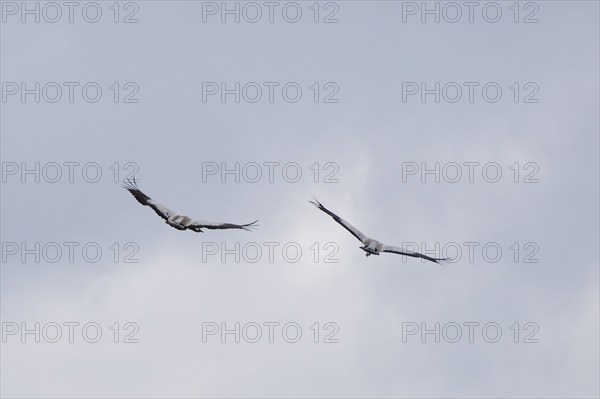 Two cranes in the sky (Grus grus), Teufelsbruch, Müritz National Park, Mecklenburg Lake District,