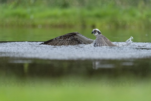 Western osprey (Pandion haliaetus) hunting, Aviemore, Scotland, Great Britain