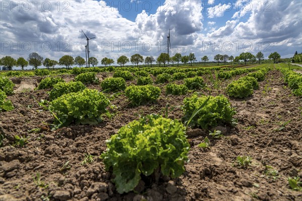 Agriculture, lettuce growing in a field, Lollo Bionda and Lollo Rossa, in long rows of plants, at