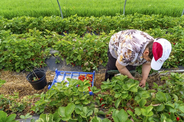 Harvesting strawberries, harvest helper, strawberry cultivation in the open field, under a foil