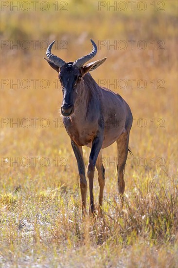 Africa, Botswana, antelope, lyrebird, Botswana, Africa