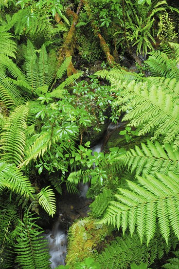 Fern Branch, Westland National Park, South West New Zealand World Heritage Site, West Coast, South