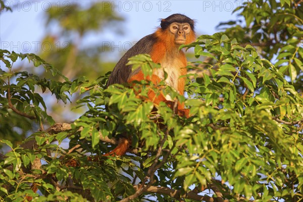 Western red colobus (Piliocolobus badius), primates, Janjabureh boat trip, Janjabureh, South Bank,