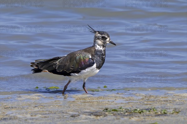 Northern lapwing (Vanellus vanellus) female foraging along muddy shore of pond in salt marsh,