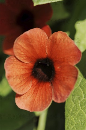 Black-eyed susan vine (Thunbergia alata), flower, ornamental plant, North Rhine-Westphalia,