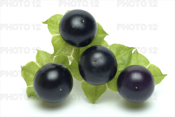 Food, fruit, black Jaltomata, Jaltomata procumbens is a plant species from the genus Jaltomata in
