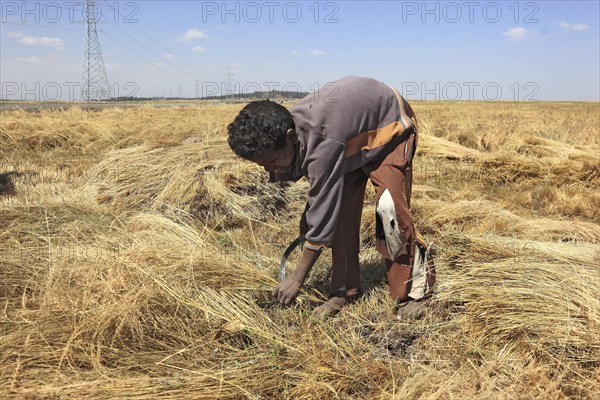 Amhara region, farmers harvesting teff, teff, tef, dwarf millet, Eragrostis tef, seeds are