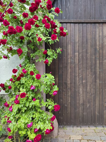 Yard gate in a winegrower's house with rosebush in the historic Theresienstrasse, Rhodt unter
