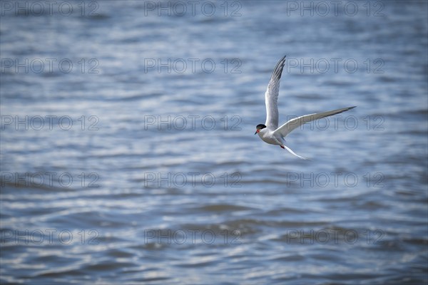 Arctic Arctic Tern (Sterna paradisea) in flight, Wadden Sea, North Frisia, Schleswig-Holstein,