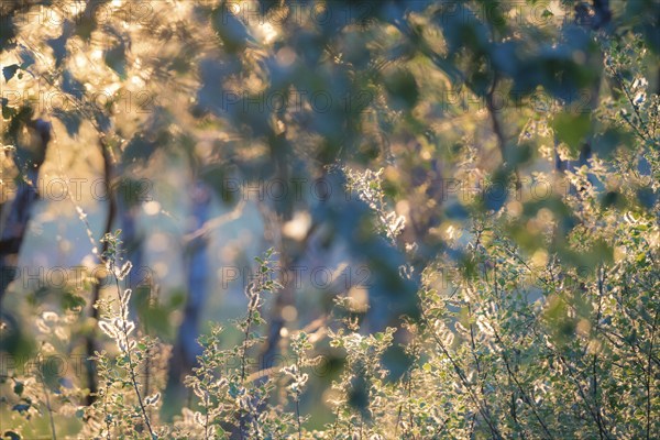 Sunlight in the late evening of a summer day reflects on green leaves and illuminates their edges