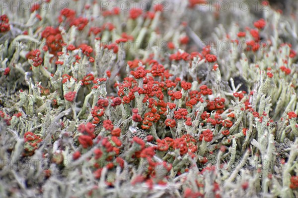 The rare and endangered common scarlet lichen (Cladonia pleurota) in the Pechschnait raised bog