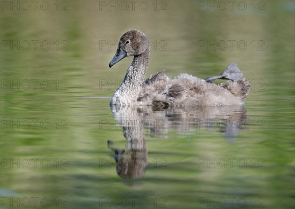 Mute swan (Cygnus olor) young bird swimming on a pond, one leg out of the water in resting