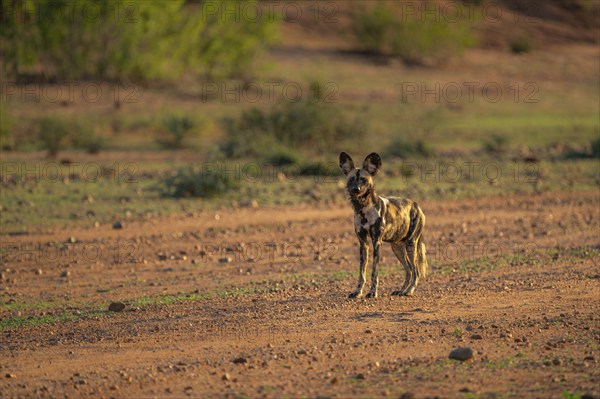 African Wild Dog, Painted Dog, Lycaon pictus, endangered wild animal looking into the camera. The