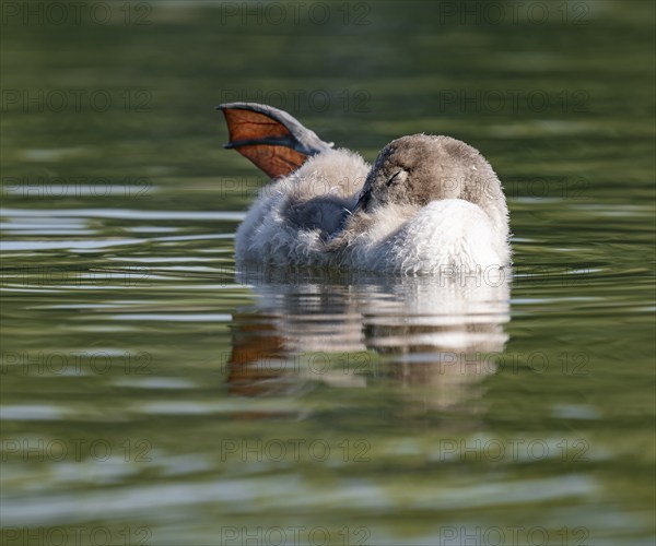 Mute swan (Cygnus olor) young bird swimming on a pond, one leg out of the water in resting