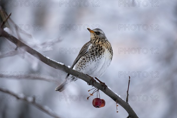 Fieldfare. Krasnodar. Russia