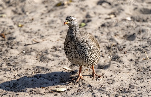 Natal francolin (Pternistis natalensis), Khama Rhino Sanctuary, Botswana, Africa
