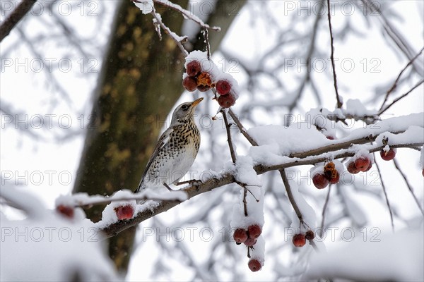 Fieldfare. Krasnodar. Russia