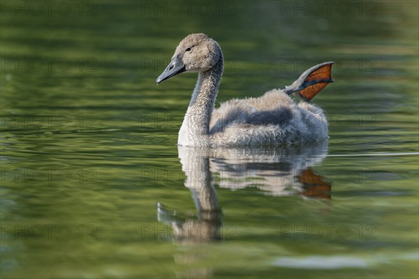 Mute swan (Cygnus olor) young bird swimming on a pond, one leg out of the water in resting