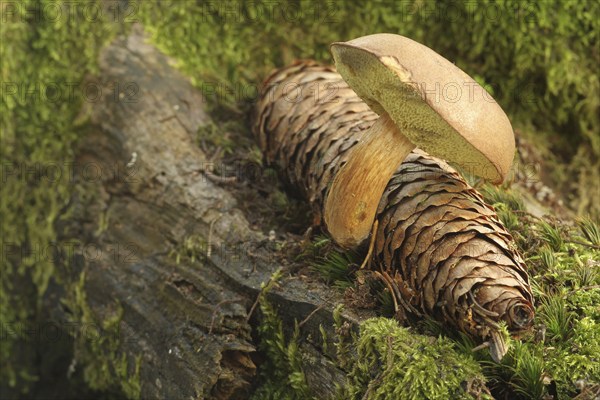 Chestnut boletus (Imleria badia) grows from spruce cones (Picea) Allgäu, Bavaria, Germany,