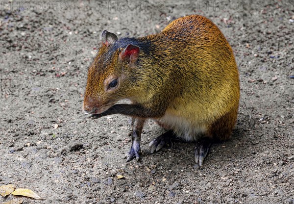 Black-backed agouti (Dasyprocta prymnolopha), order of rodents, captive, distribution forest and