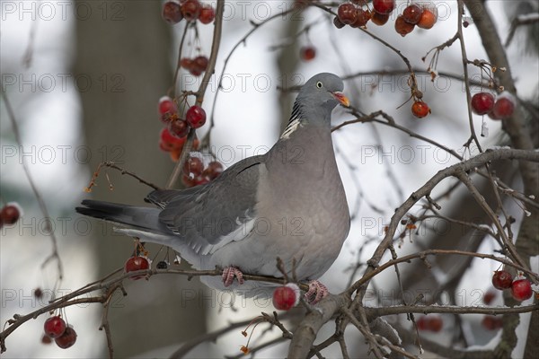 Vyakhir pigeon. Russia
