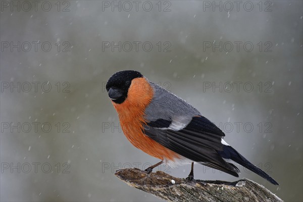 Bullfinch (Pyrrhula pyrrhula), male, in splendour, on tree stump, snow drift, winter, northern