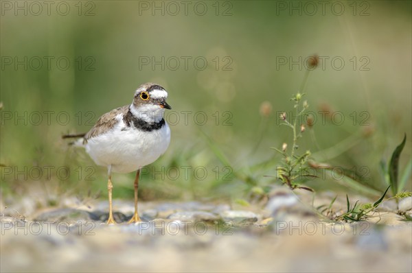 Little Plover (Charadrius dubius) in the gravels on the banks of the Rhine. Bas-Rhin, Collectivite