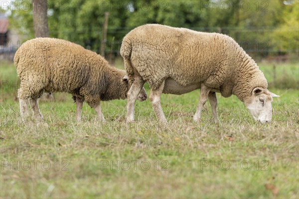 Sheep in a pen in early fall. Alsace France