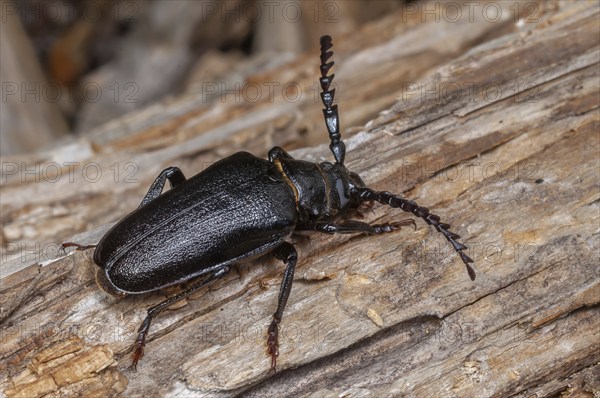 Tanner Beetle (Prionus coriarius) resting on a dead tree trunk in the forest. Alsace, France,