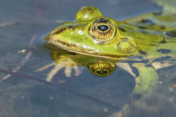 Marsh frog (Rana ridibunda) in a pond in spring. France