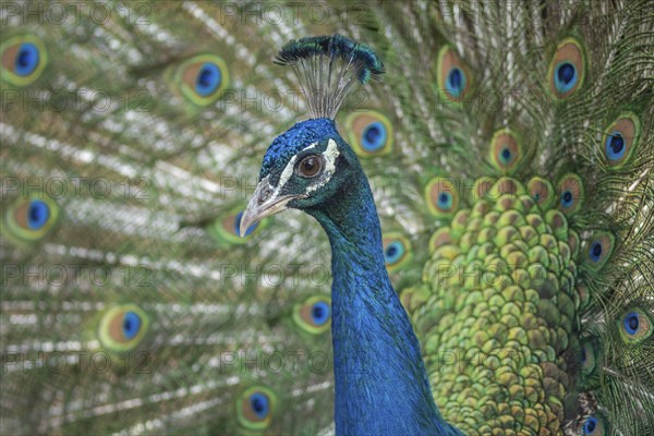 Portrait of a male Indian peafowl (Pavo cristatus) in courtship display in a park. Morocco