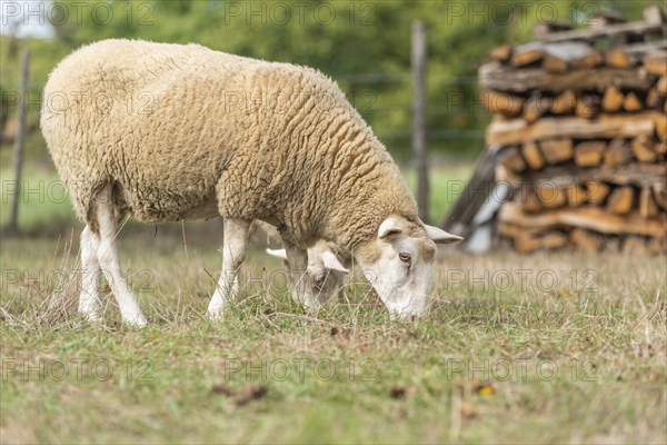 Sheep in a pen in early fall. Alsace France